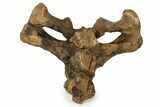 Fossil Ceratopsid (Triceratops?) Sacrum - Montana #292607-1